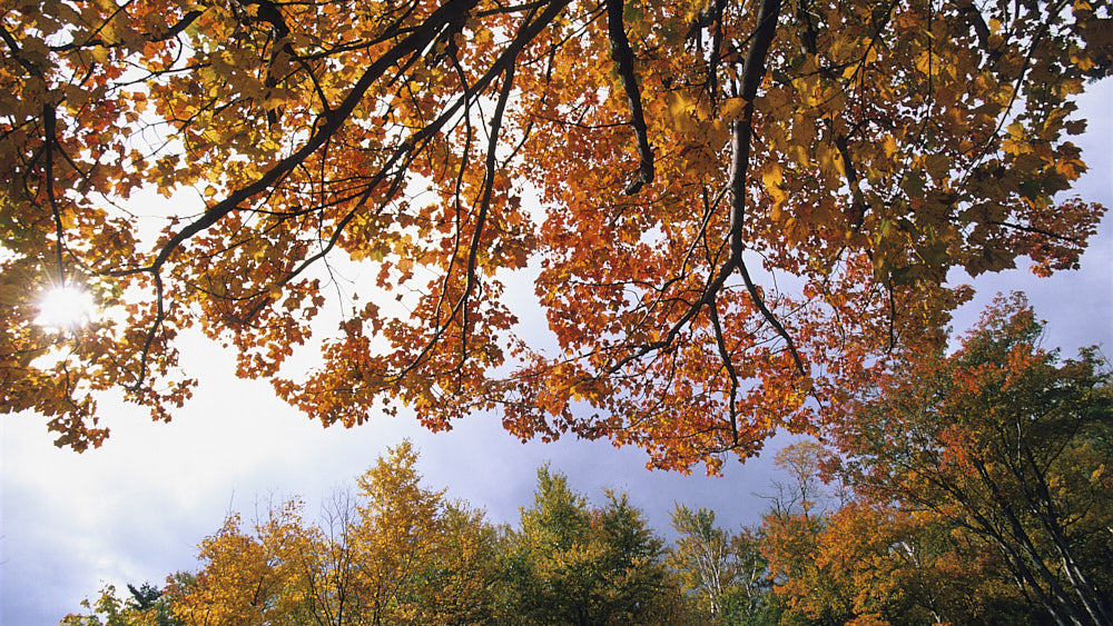 new england