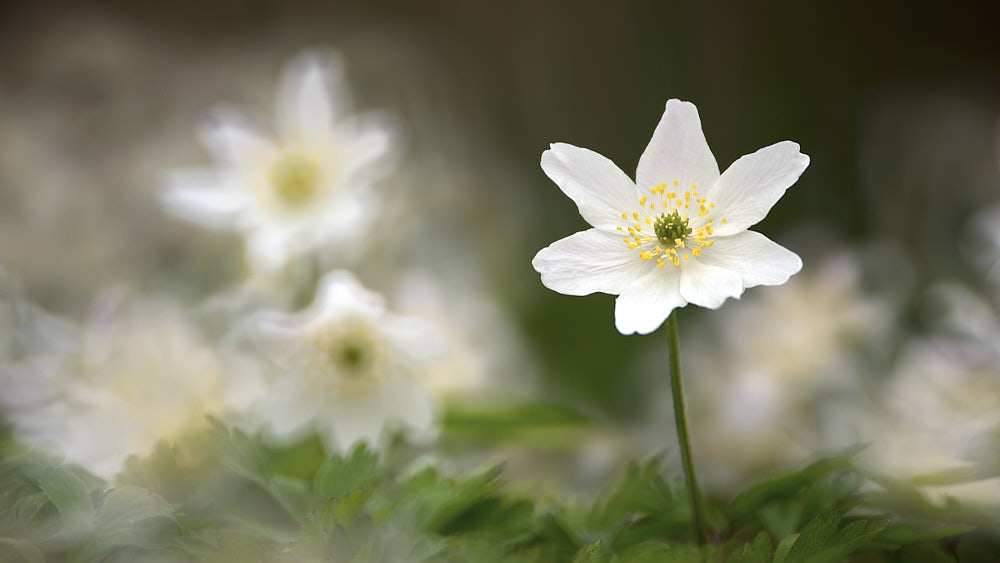 anemone