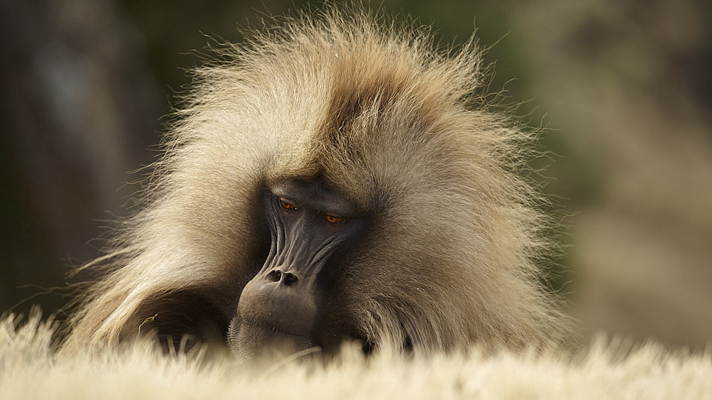 babbuino gelada