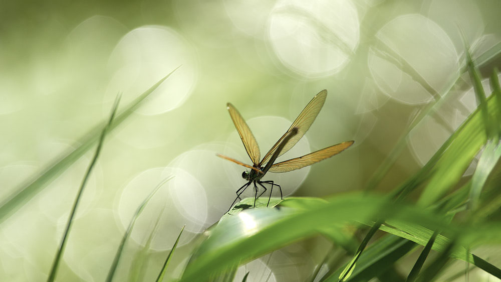 libellula