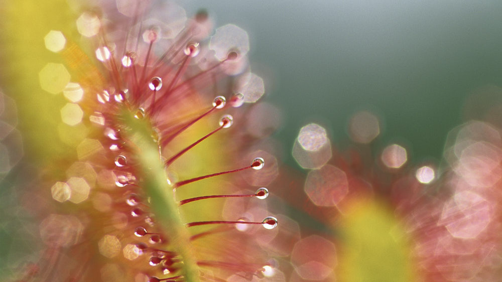 drosera