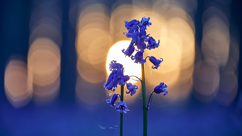 fiori