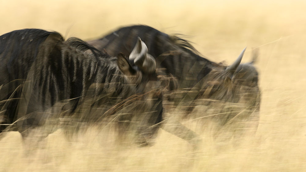 gnu savana