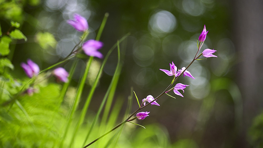 orchidee