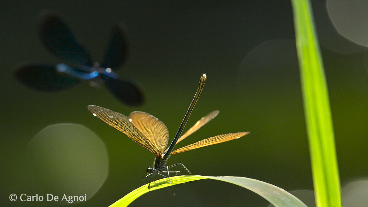 libellule