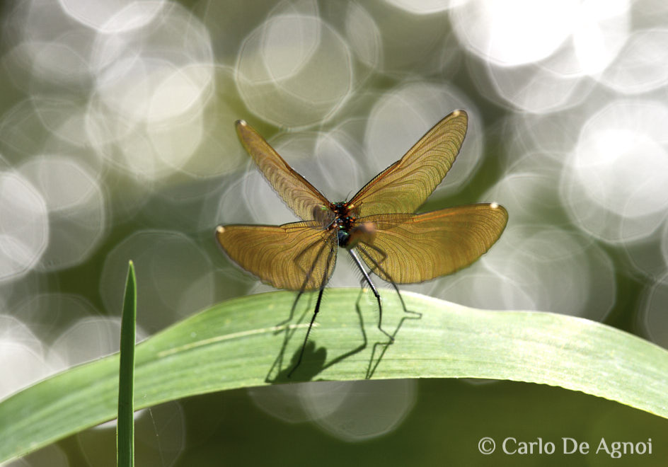libellula