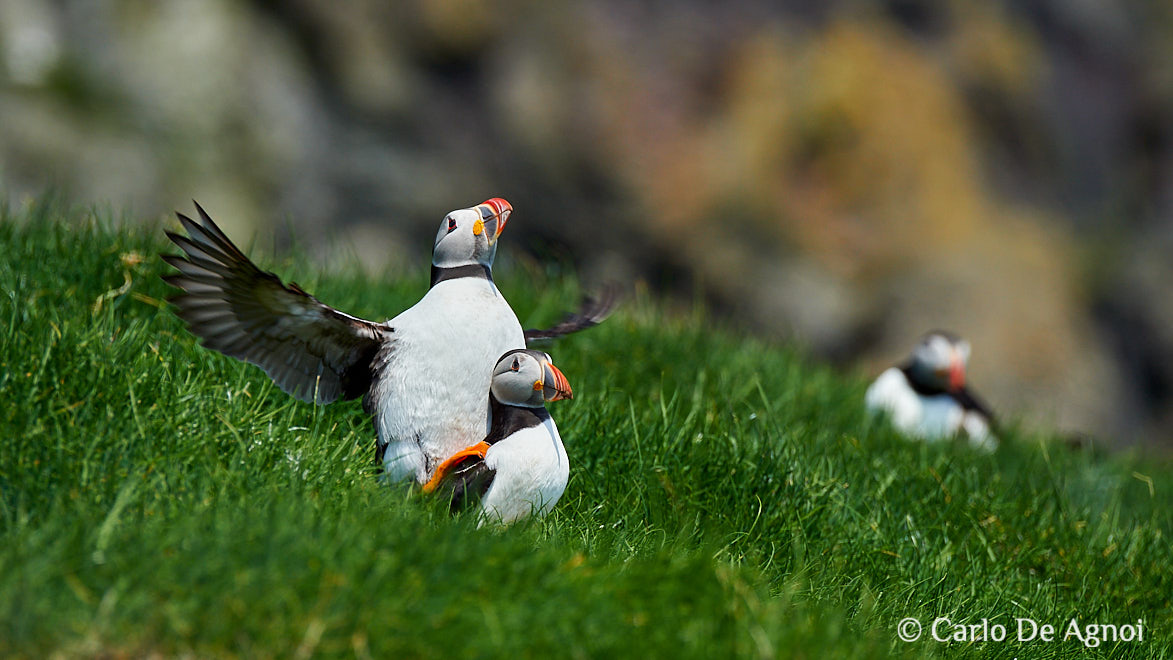 puffins