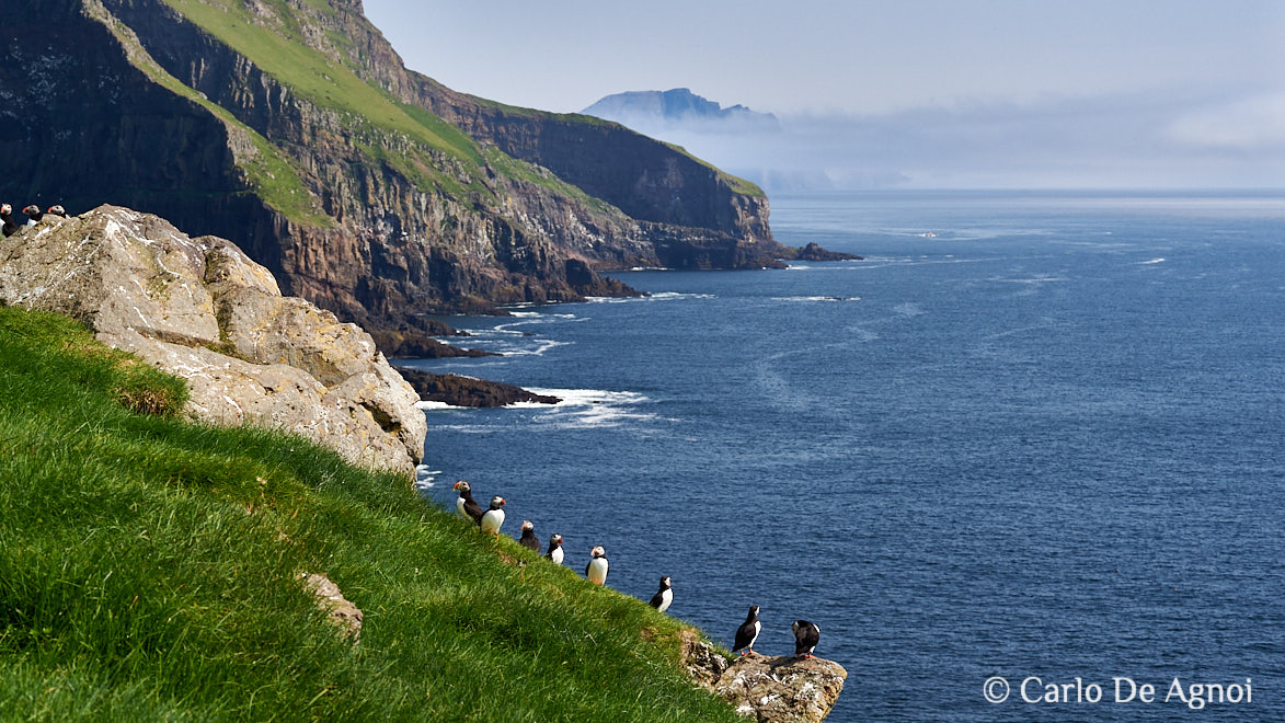 puffins