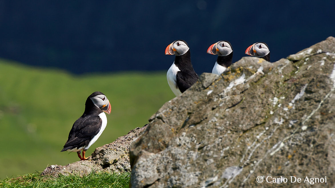 puffins