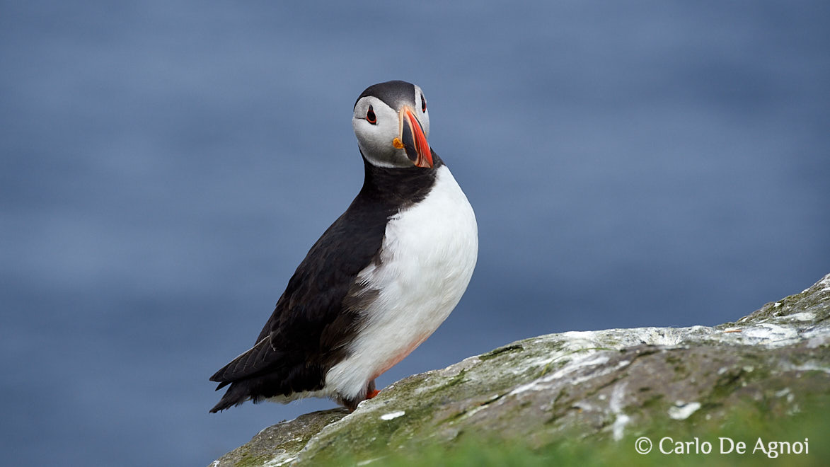 puffin