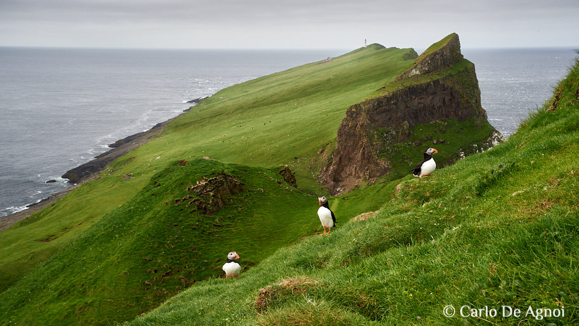 puffins