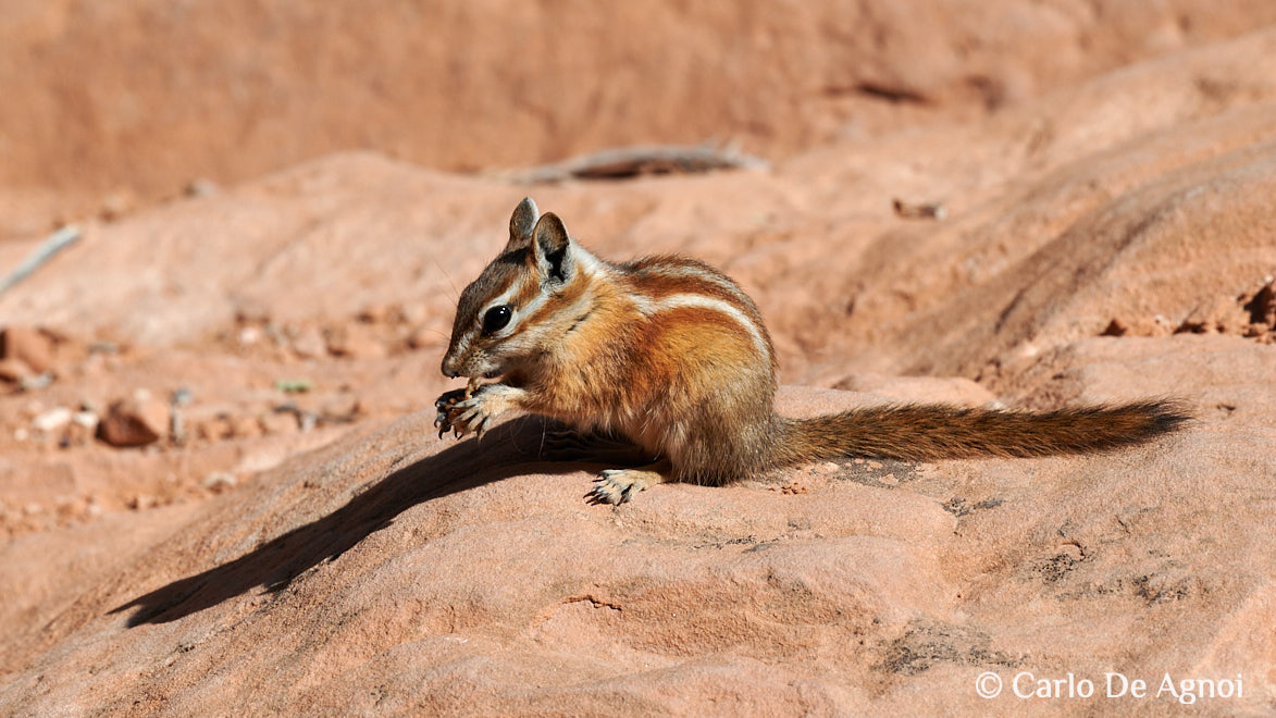 scoiattolo