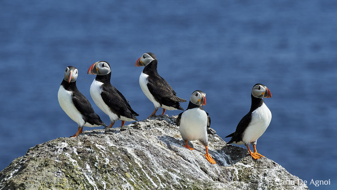 puffins